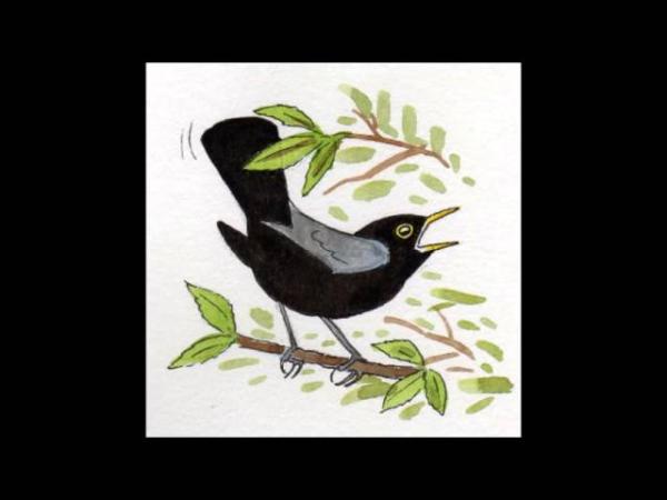APPRENDRE LES CHANTS D'OISEAUX - 9: Le Merle noir - YouTube