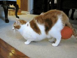 catgifpage54.gif (Image GIF, 264x200 pixels)