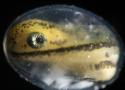 Incredible time-lapse shows a single cell transforming into a salamander