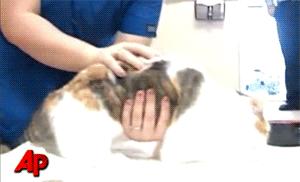 catgifpage99.gif (Image GIF, 300x182 pixels)