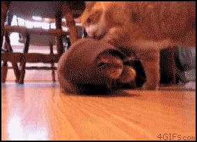 catgifpage93.gif (Image GIF, 283x204 pixels)