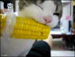 catgifpage63.gif (Image GIF, 261x196 pixels)